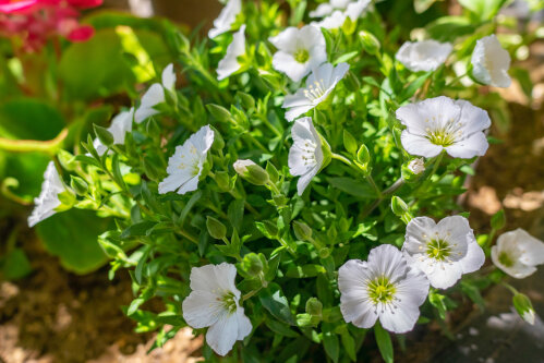 Arenaria Montana Avalanche